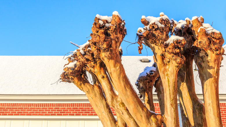 A topped crape myrtle tree