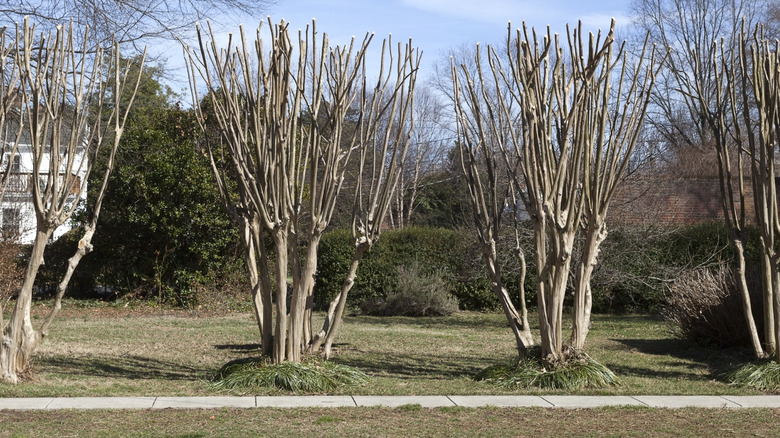 A row of pruned crape myrtle trees