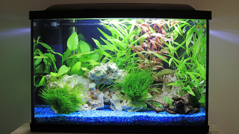 A close-up image of a fish tank with no fish, just blue gravel and decorative rocks and plants.