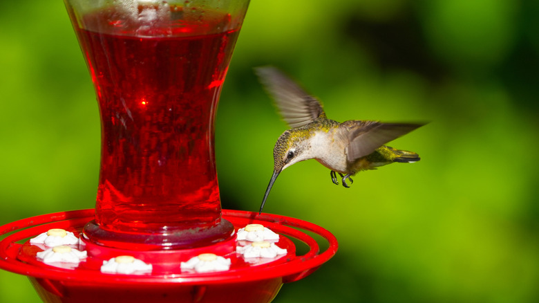 Hummingbird hovering at nectar feeder