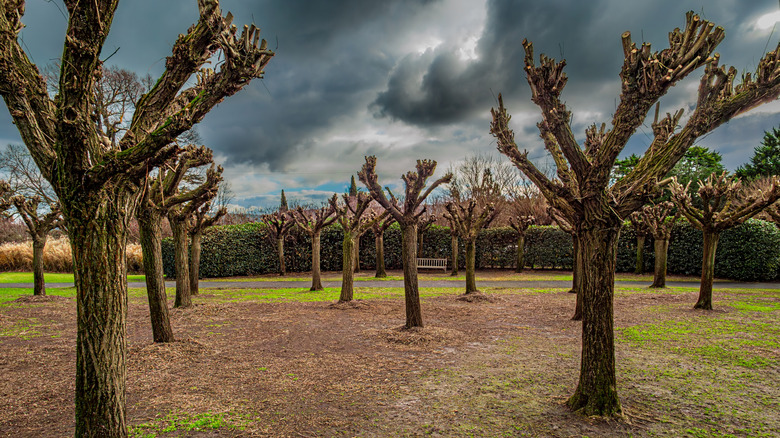 grove of pollarded trees