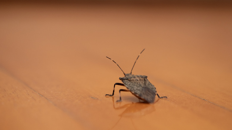 Stink bug on the floor