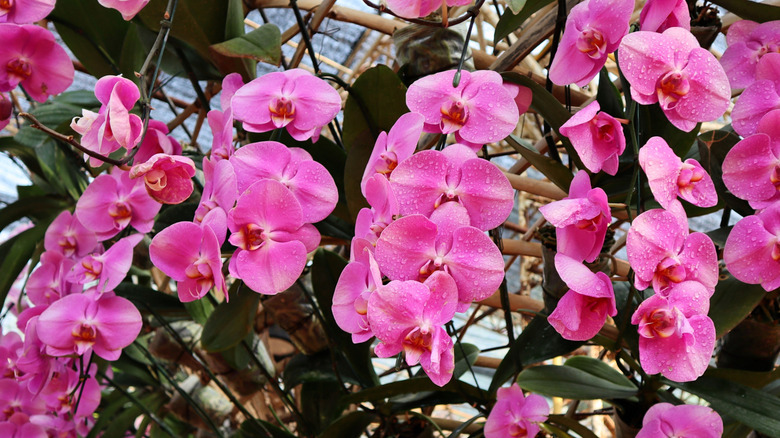 A garden of pink orchids grow in a line.