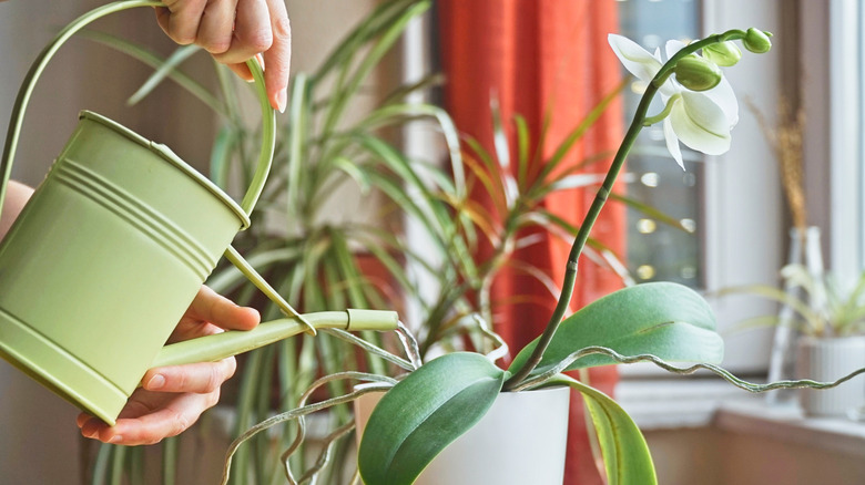 A white orchid is being watered via a green pail.