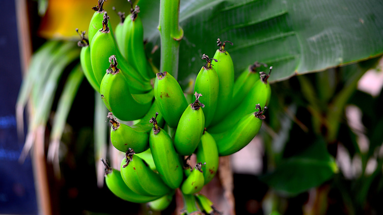 green bananas on a tree