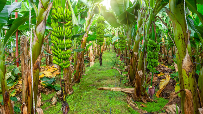 banana plantation showing plants