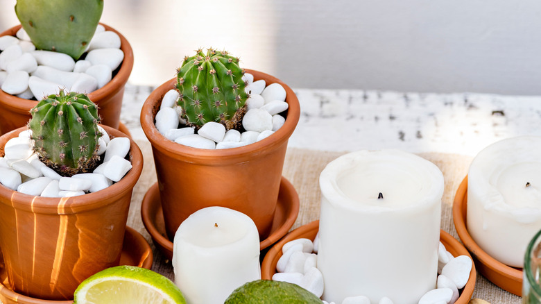 succulents and candles in terracotta pots