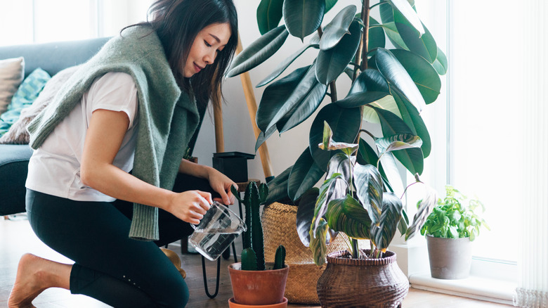 Woman watering her houseplants with a glass measuring cup