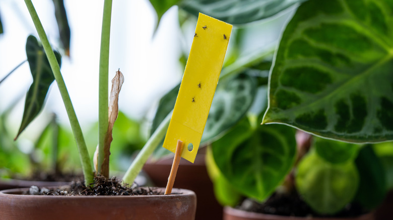 fungus gnats stuck on yellow sticky trap