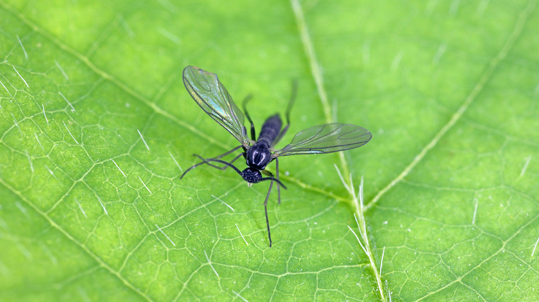 close up of fungus gnat sitting atop a green leaf