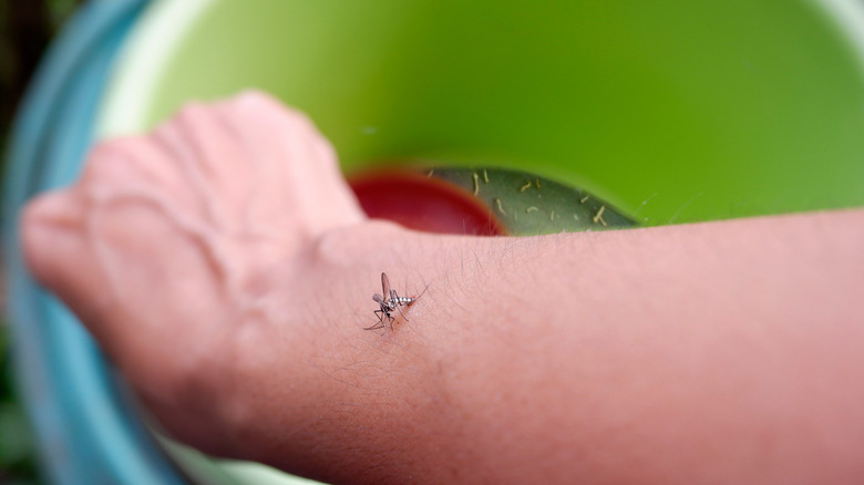 dead mosquito on man's arm