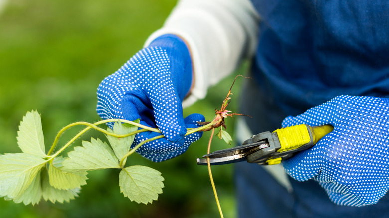 person in blue garden gloves trimming strawberry runners