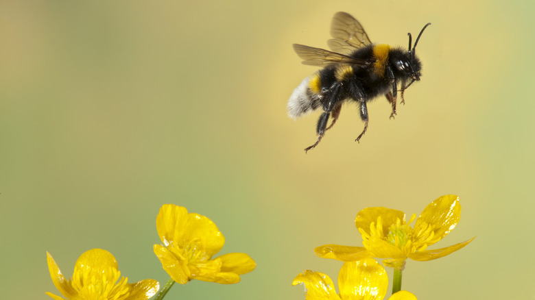 A close up of a bee flying over some yellow flowers. The yellow and green background is blurred.