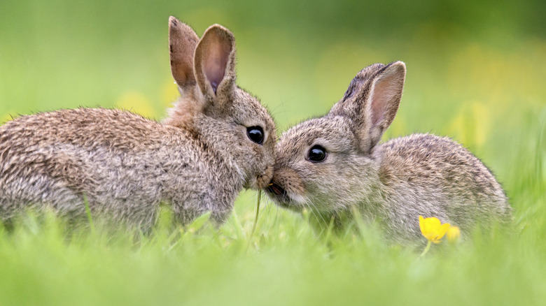 two rabbits nose to nose