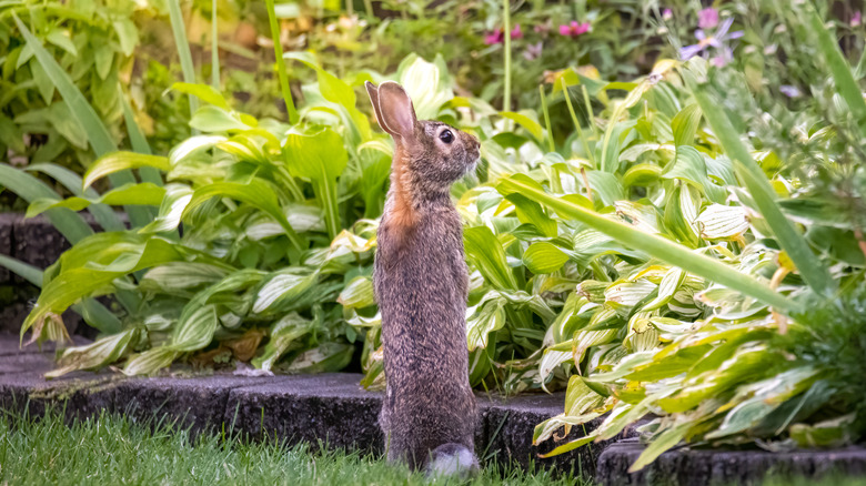 rabbit on hind legs