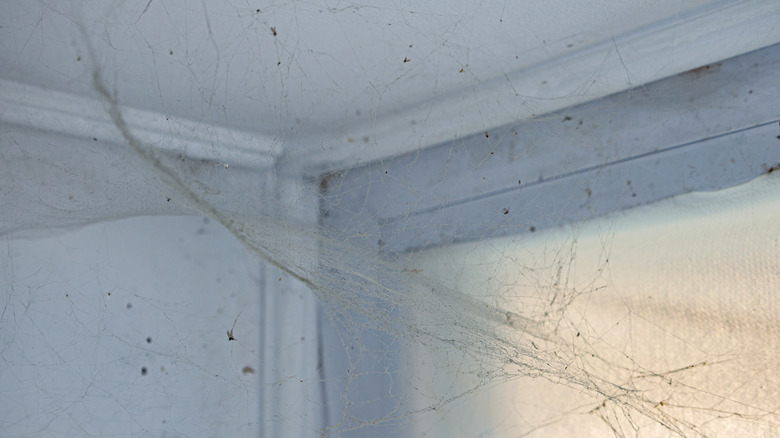 cob web in the corner of a room