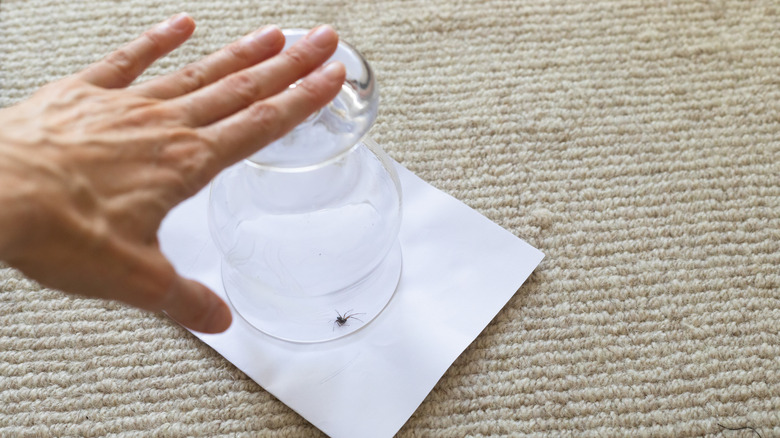 person holding a glass over a spider to trap it