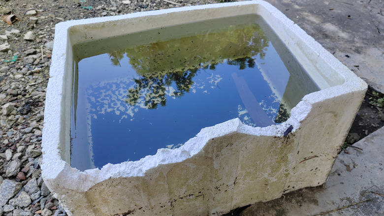 Stagnant water in polystyrene box