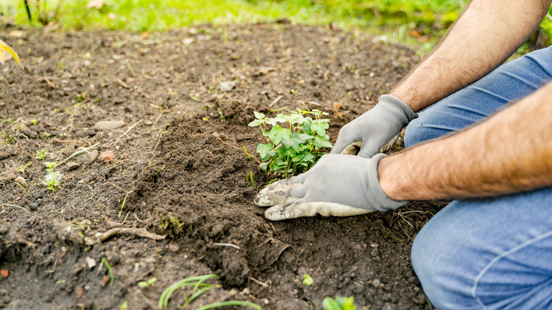 planting ground cover in soil