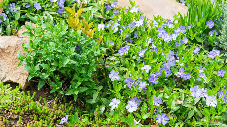 multiple ground cover plants