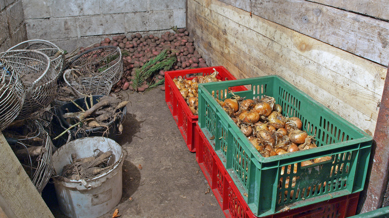 Vegetables in an improvised basement root cellar