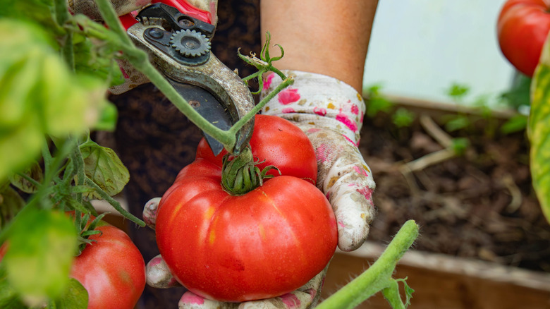 hand cutting tomato from stem