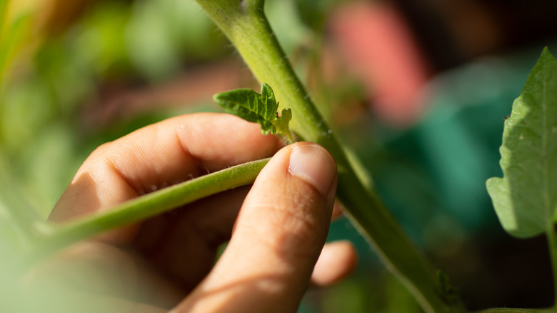 tomato plant sucker