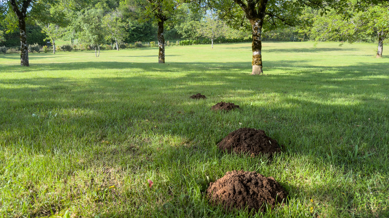 A large green lawn with 4 molehills.