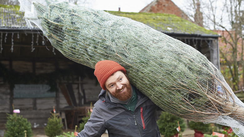 a bearded man in a red-orange winter hat is carrying a netted christmas tree over his shoulder