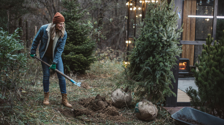 Woman plants a Christmas tree outside