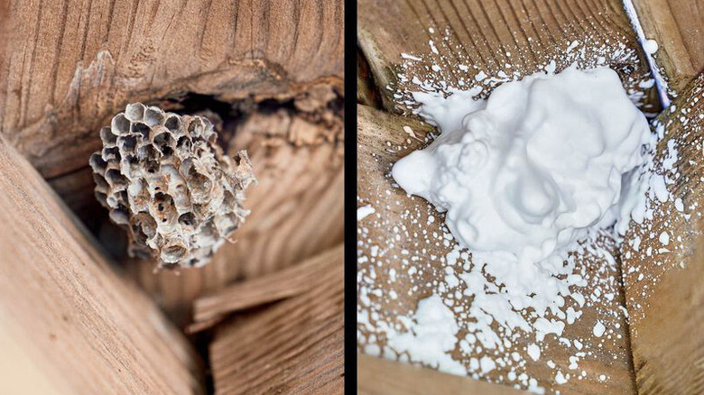 wasp nest before and after foaming insecticide