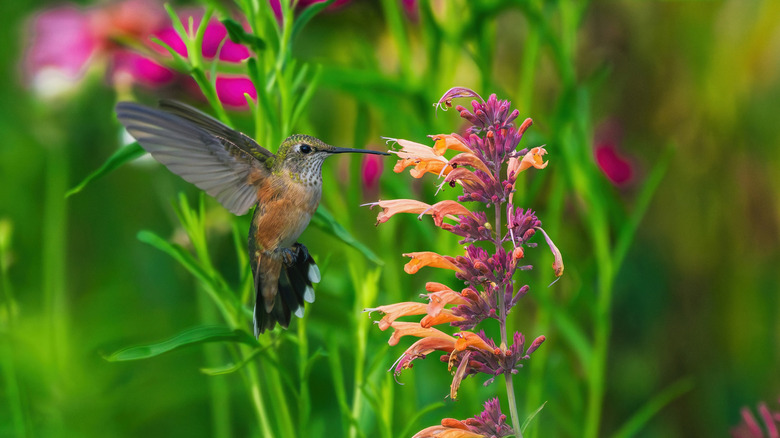 A hummingbird hovers by a flower in a summer garden.