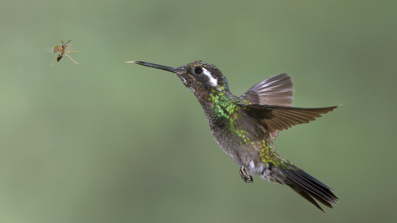 Hummingbird hovering by a wasp