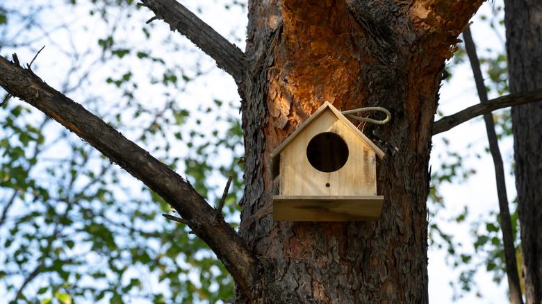 wooden bird house in a tree