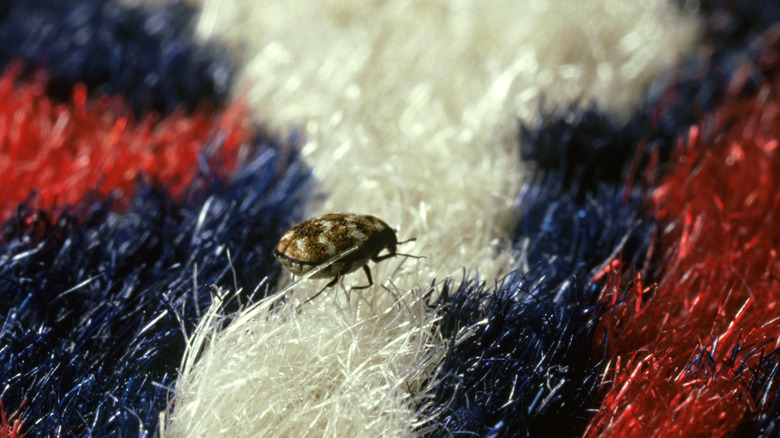 Carpet beetle on rug