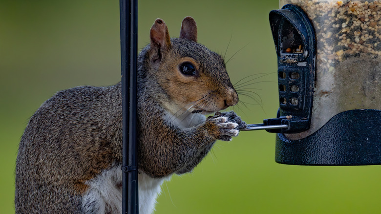 Squirrel at a bird feeder