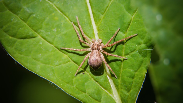 Brown recluse spider on leaf