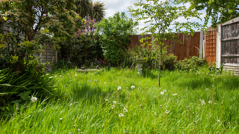 Overgrowth in yard