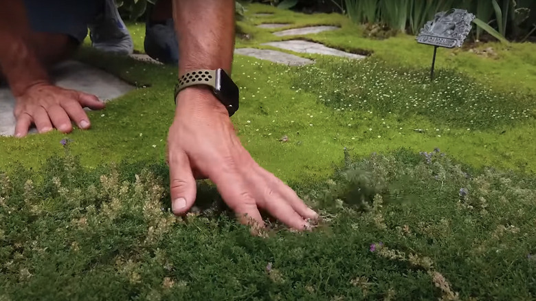 Hand touching moss near stone pathway