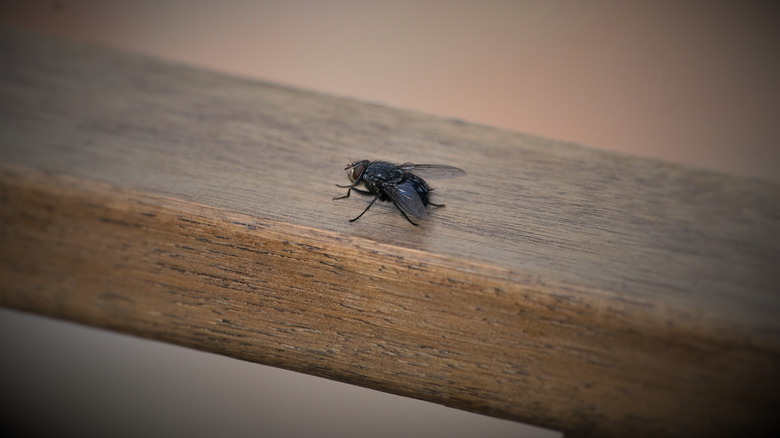 Fly on patio