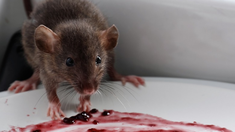 Mouse eating food