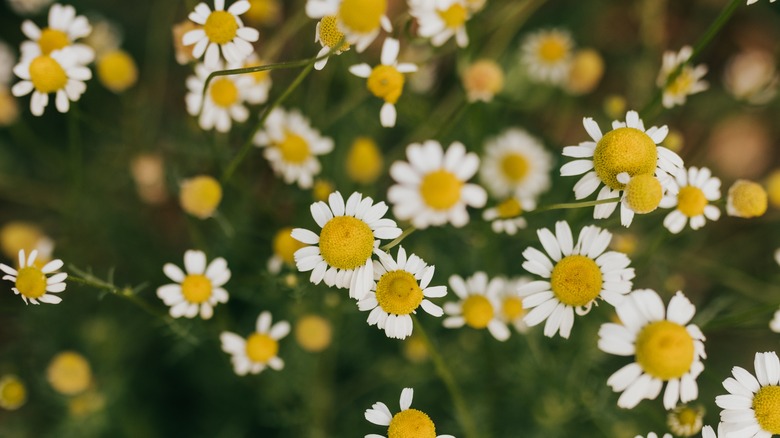 Close-up of Roman chamomile flowers