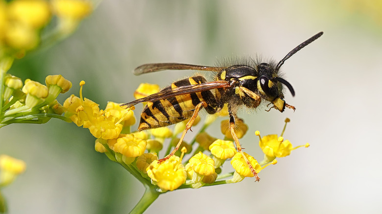 Yellowjacket wasp perched on yellow flowers