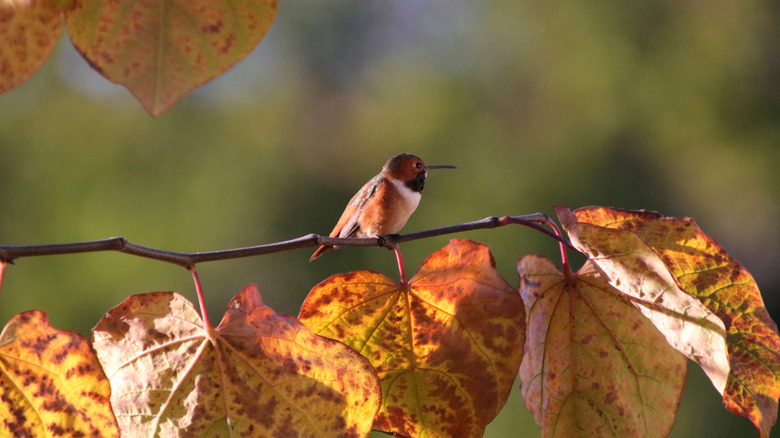 hummingbird sitting on branch with yellowing autumn leaves coming off of it