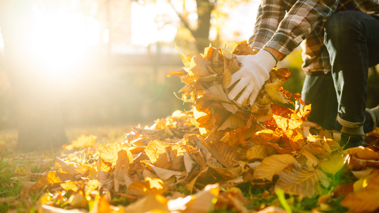 hands holding fall leaves