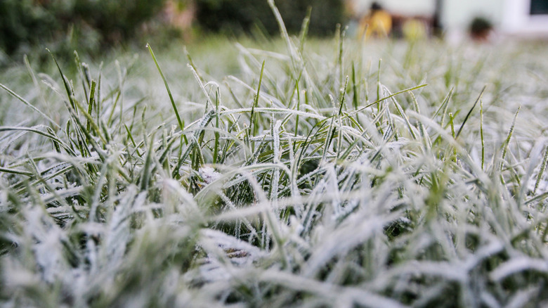 A close-up of green grass covered in frost on a sunny day.