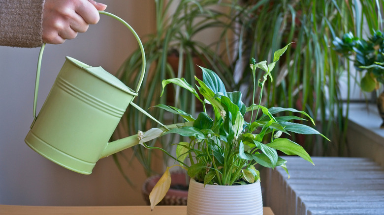 Watering an indoor peace lily with a watering can