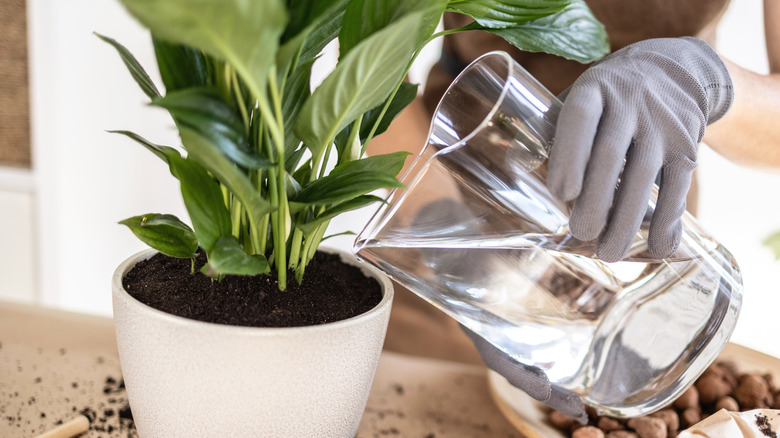 Watering a recently re-potted peace lily