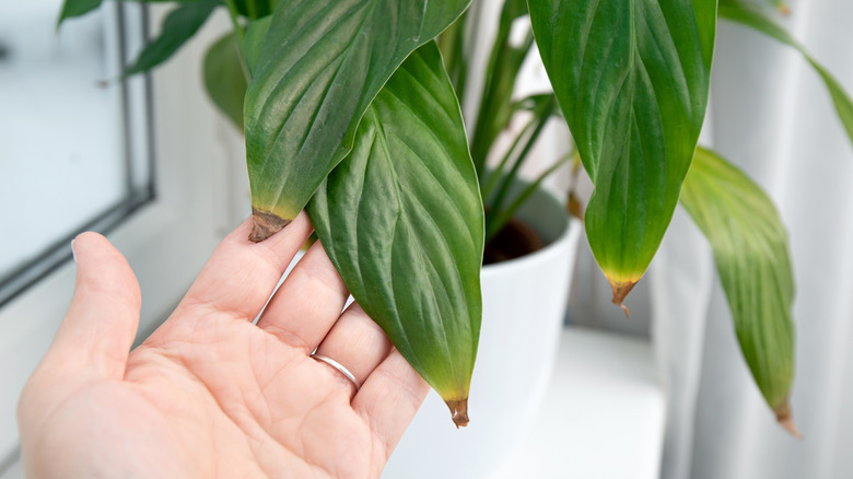 peace lily leaves brown tips