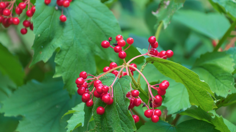 american cranberrybush fruits